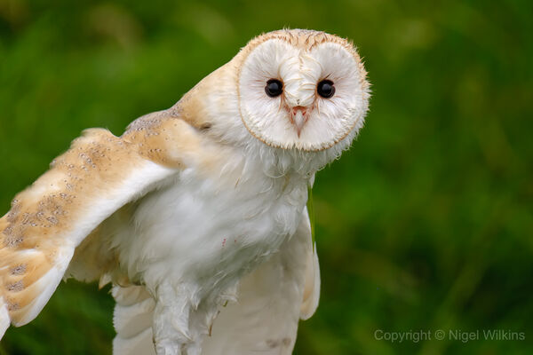 Barn Owl