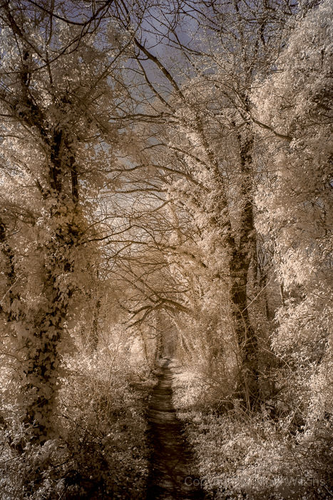 Path Through The Trees