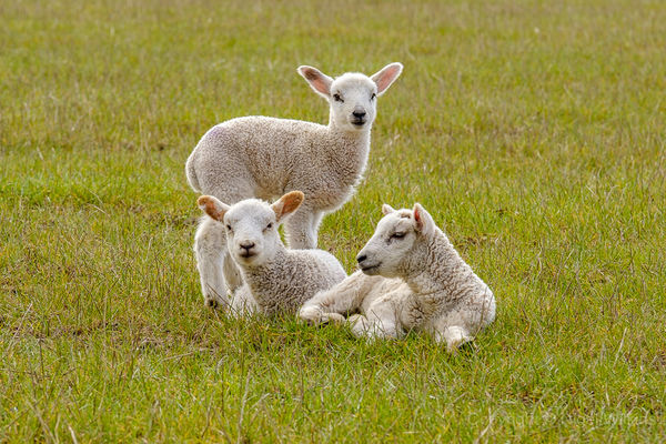 Spring Lambs