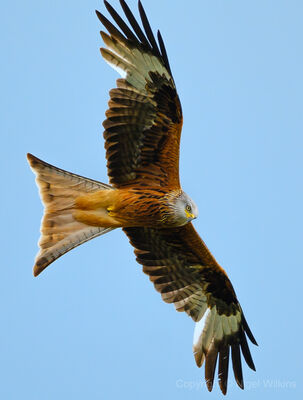 Red Kite