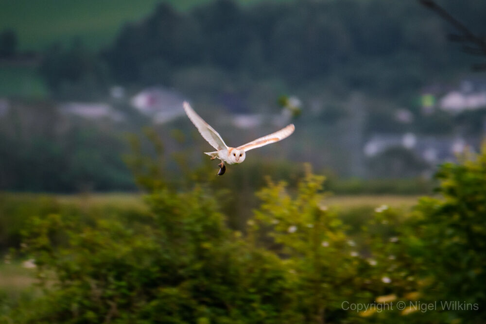 Barn Owl