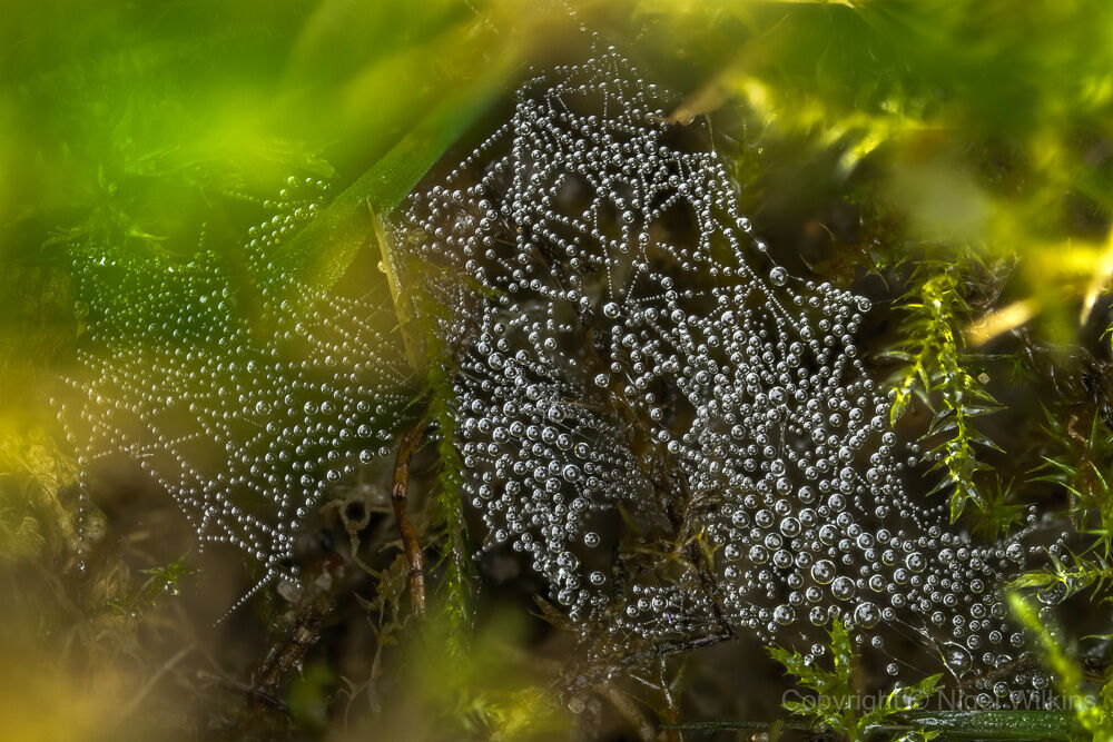 Web