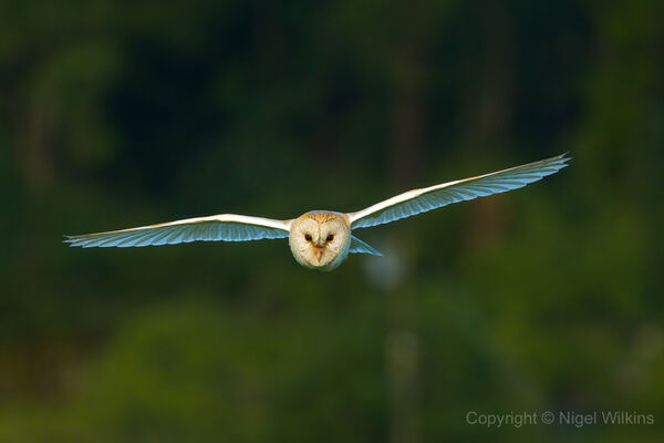 Barn Owl