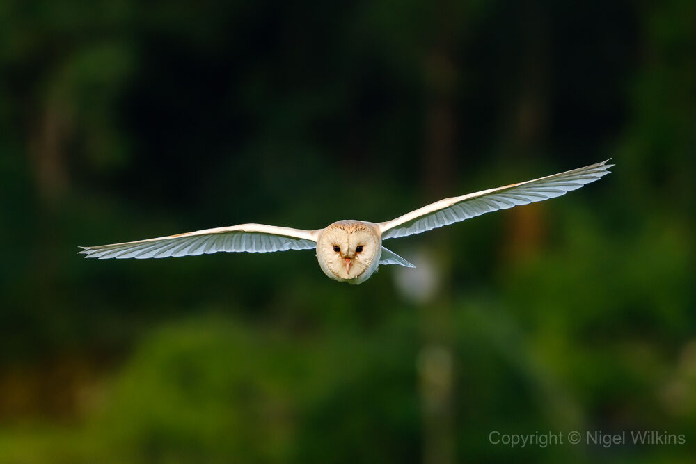 Barn Owl