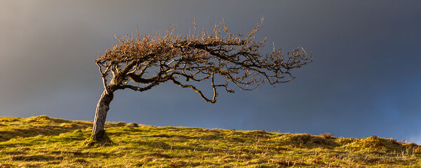 Windswept Tree