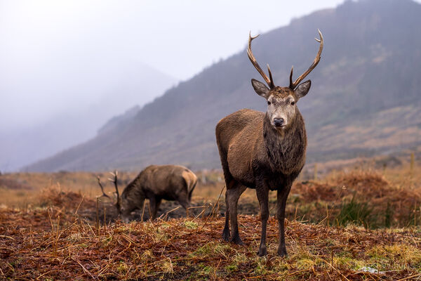 Red Deer Stags