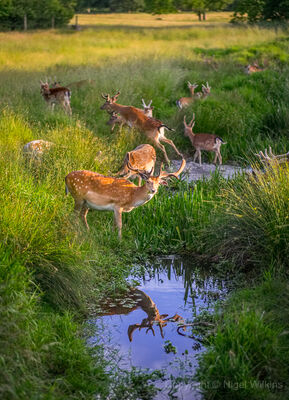 Fallow Deer