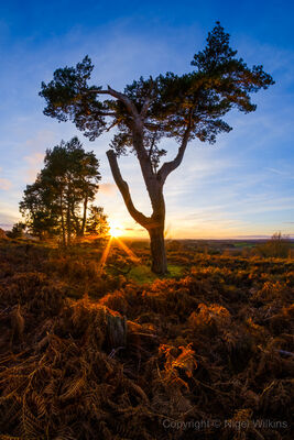 Cannock Chase Sunset