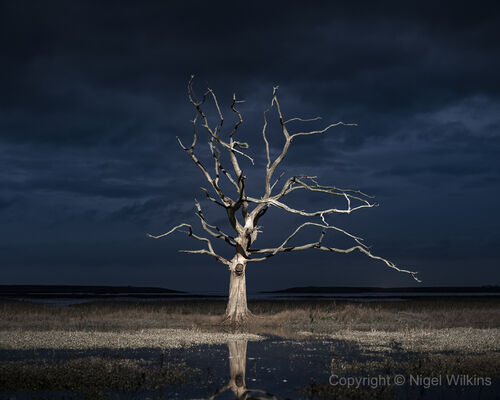 Lone Tree, Porlock Marsh