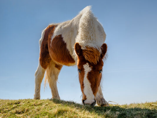 Dartmoor Pony