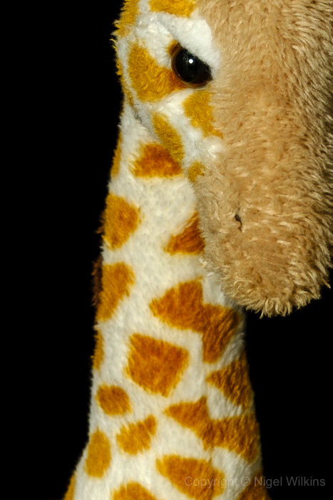 80mm lens @ f/9.0 magnified