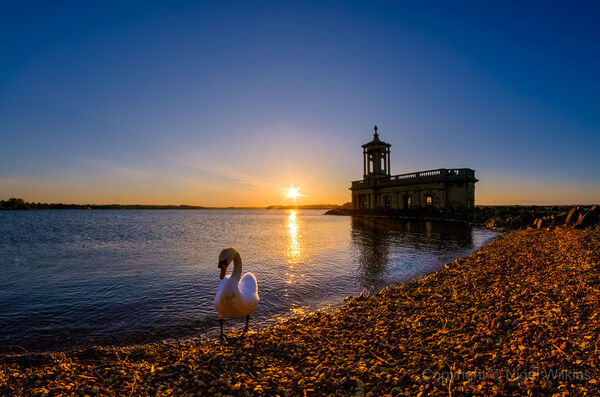 Mute Swan at Normanton Church