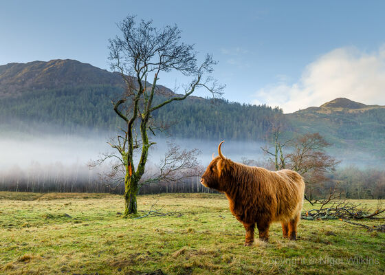 Highland Cow