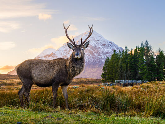 Glencoe Stag