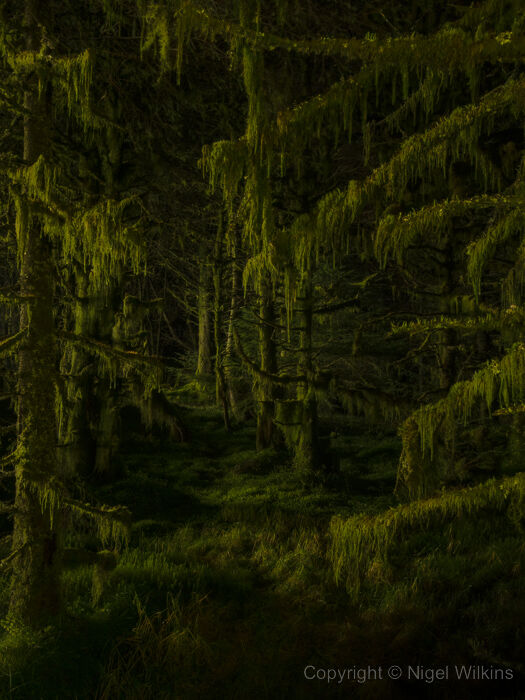 Moss covered trees