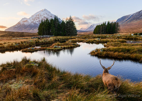 Glencoe
