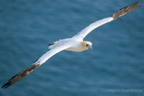 Gannet