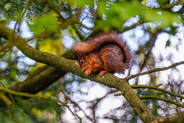 Red Squirrel