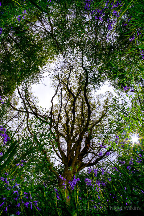 Wappenburry Bluebells