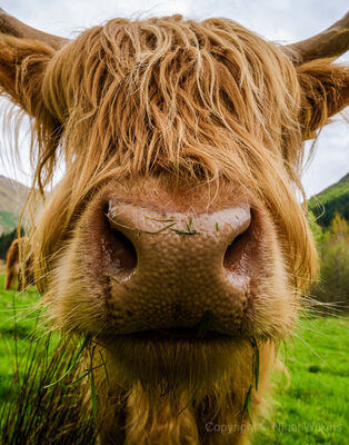 Highland Coo