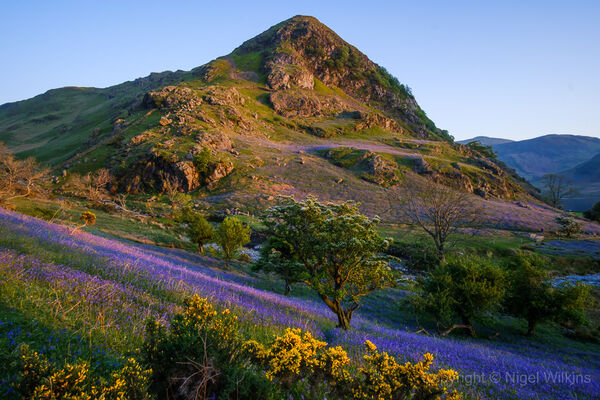 Rannerdale Bluebells