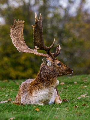Fallow Deer Buck