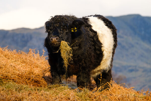 Chubby Cow With Attitude