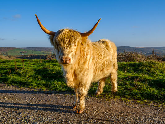 Highland Cow