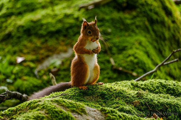 Red Squirrel