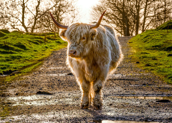 Highland Cow