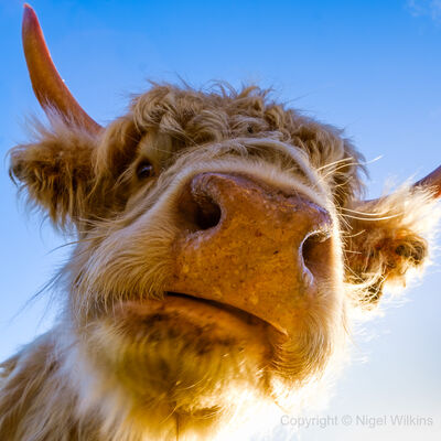 Highland Cow Closeup
