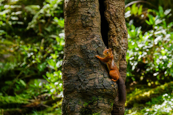Red Squirrel