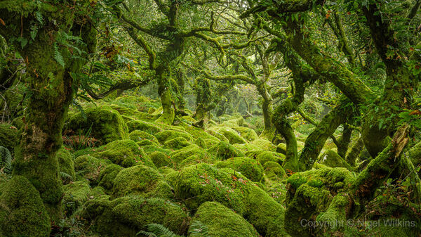 Wistmans Wood, Dartmoor