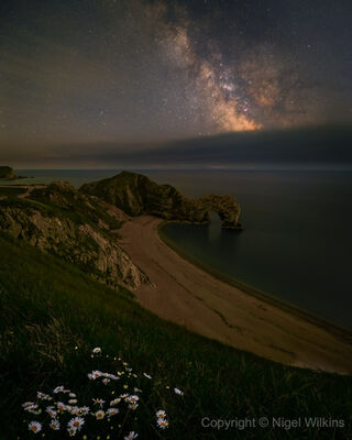 Durdle Door Daisies