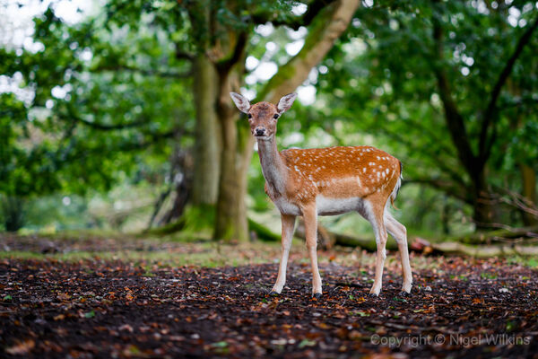 Fallow Deer