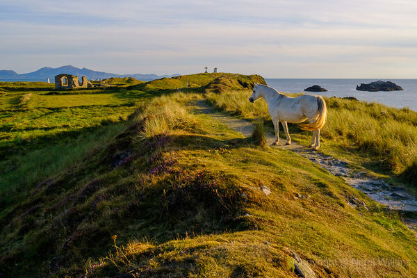 Wild Pony, Anglesey