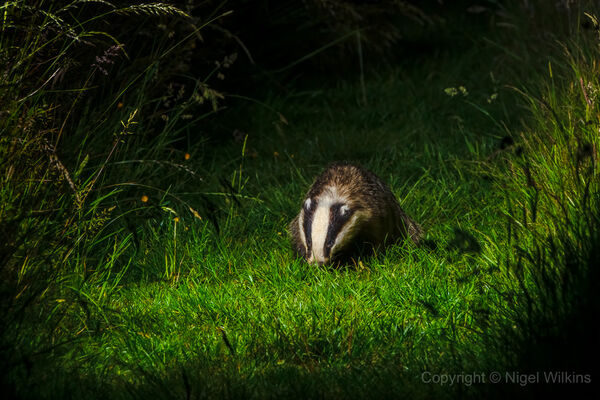 Badger