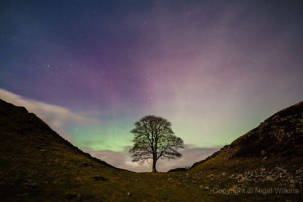 Sycamore Gap Aurora
