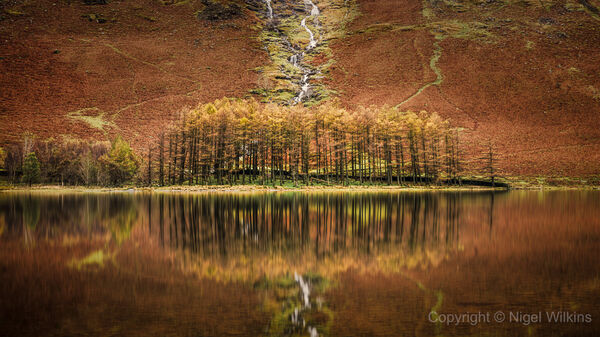 Buttermere Larch Trees