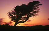 Windswept Tree, Five Mile Road