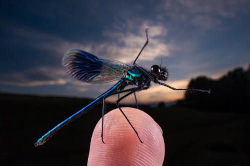 Demoiselle at Dusk