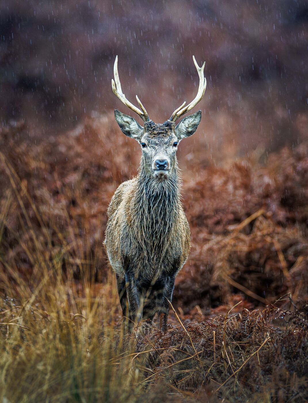 1 st Jane Haycocks Defiant in the Rain 1