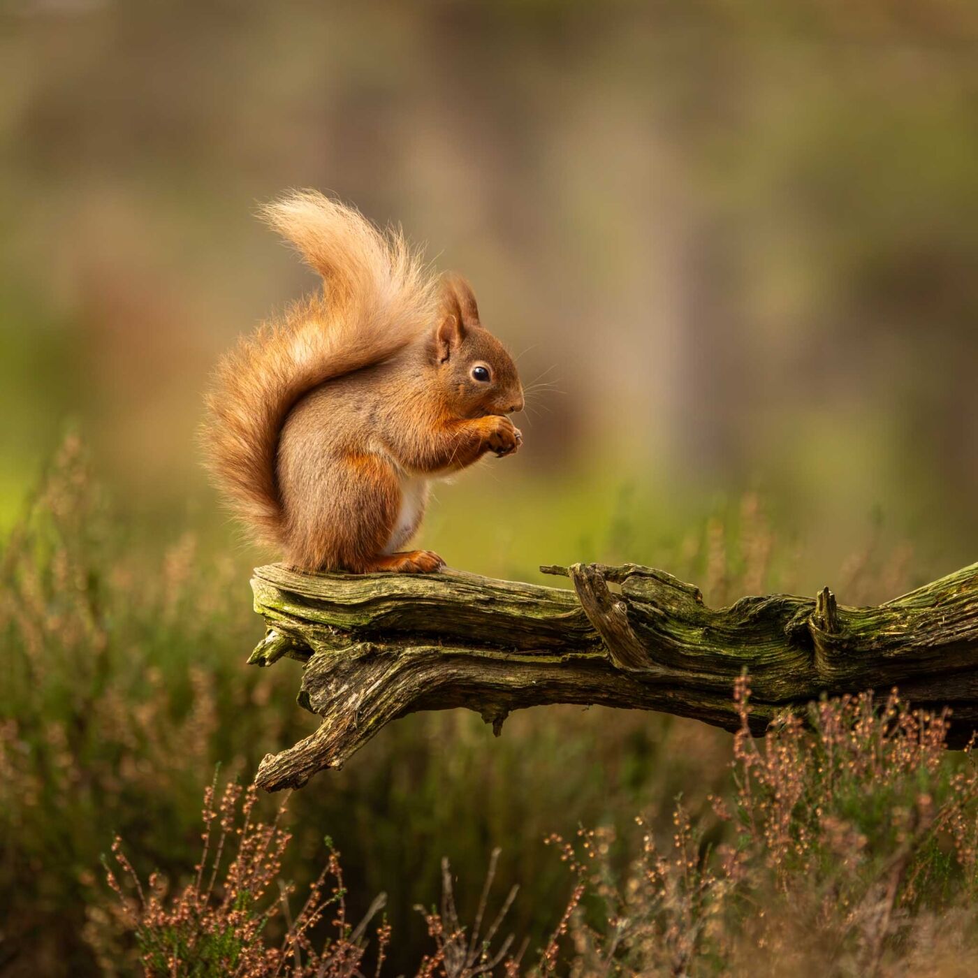 Colour Print 1st Jane Haycocks Cairngorms Red 1