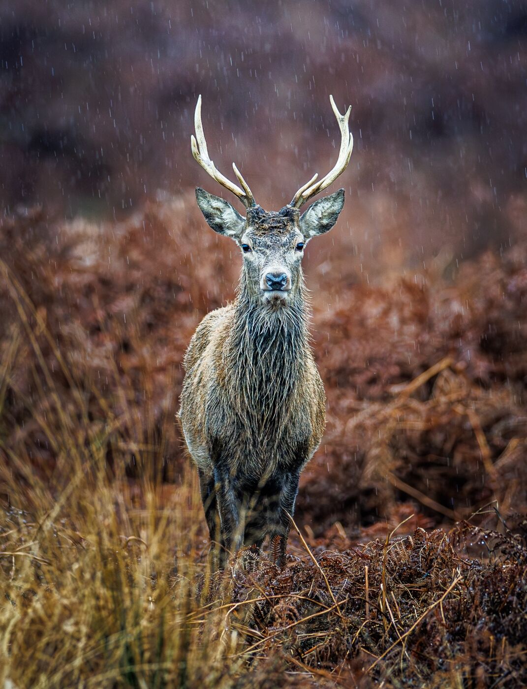 Defiant in the Rain