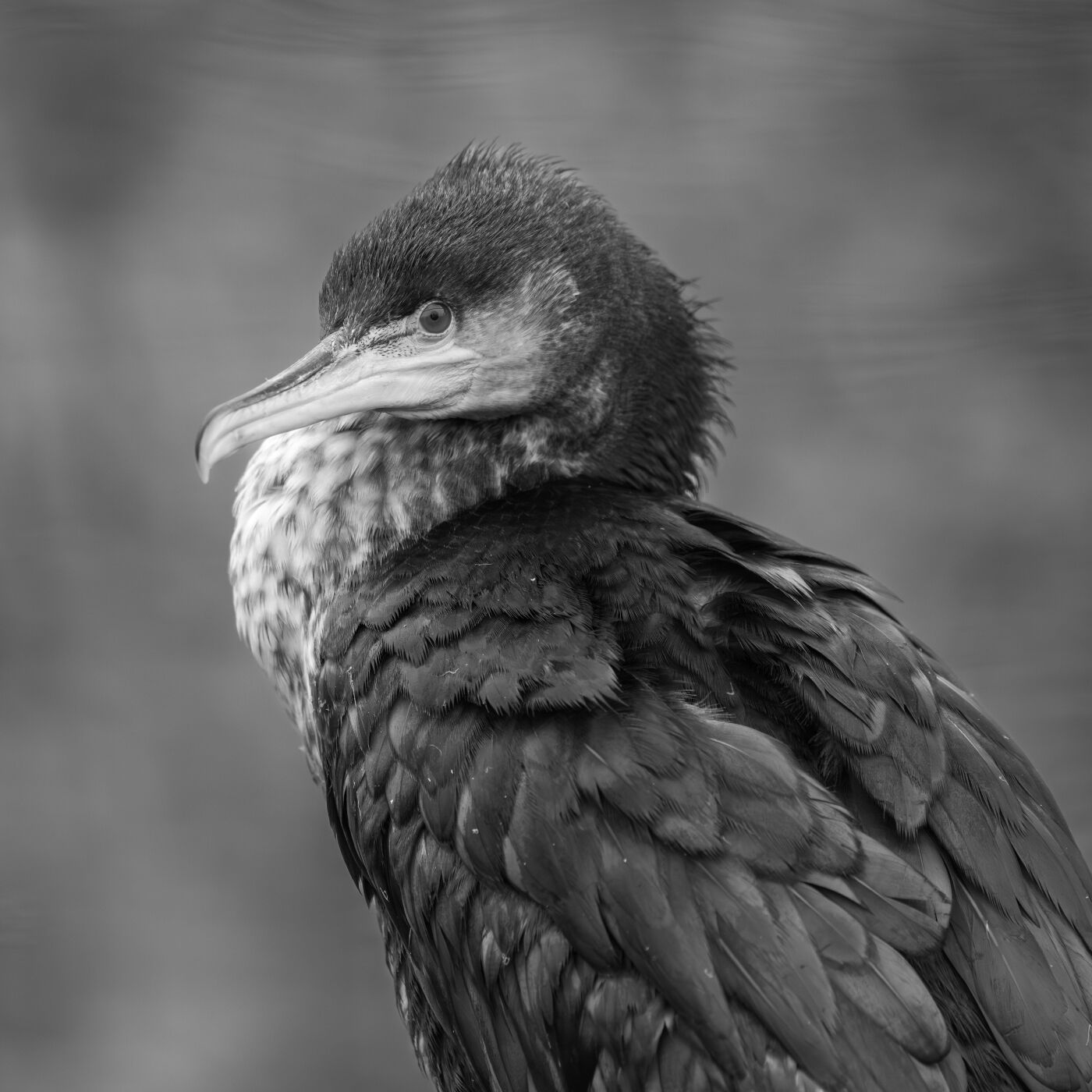 2. Juvenile Cormorant