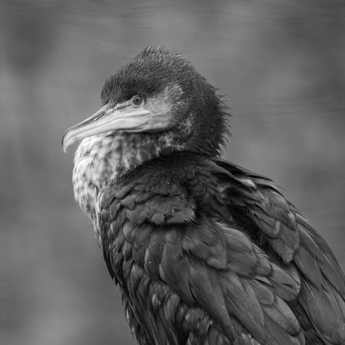 2. Juvenile Cormorant