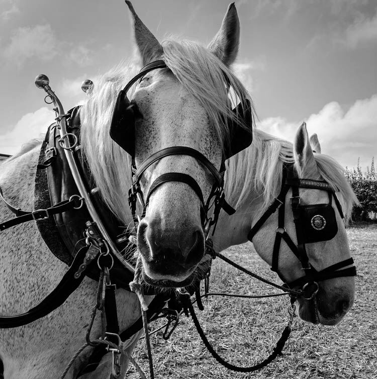 Mono Print 2nd Roger Harvey WATCHING YOU 1