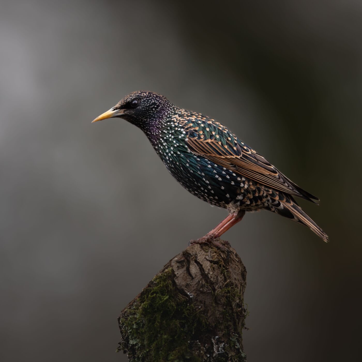 3. Shimmering in the Shadows