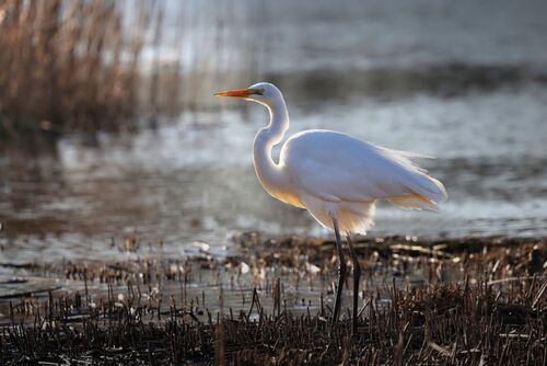 3rd Rod Hollister Glowing Egret