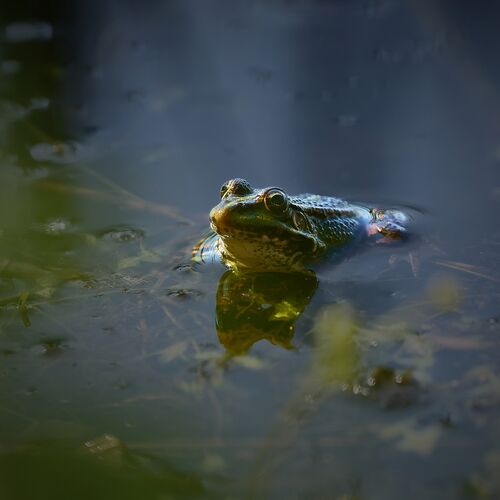 Colour Print 3rd Rod Hollister Just saying Hello 1